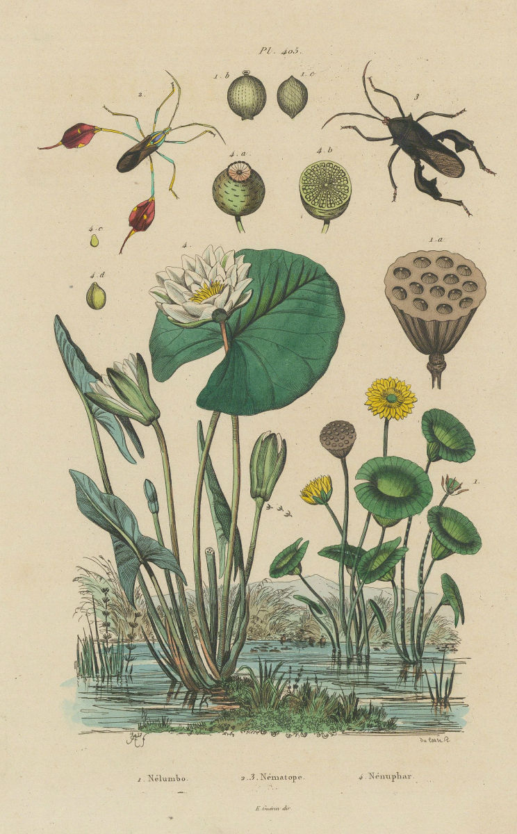 Nelumbo (Lotus). Nématope. Nénuphar (Waterlily) 1833 old antique print picture